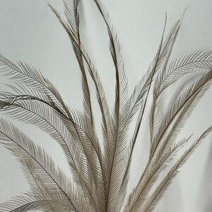 Emu Feathers. All Natural, Hand Picked. 25 Count Plus Extra with every order
